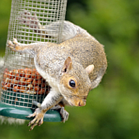 Squirrel Repellents